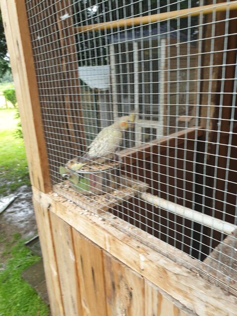Oiseaux Calopsites. 24450 Mialet