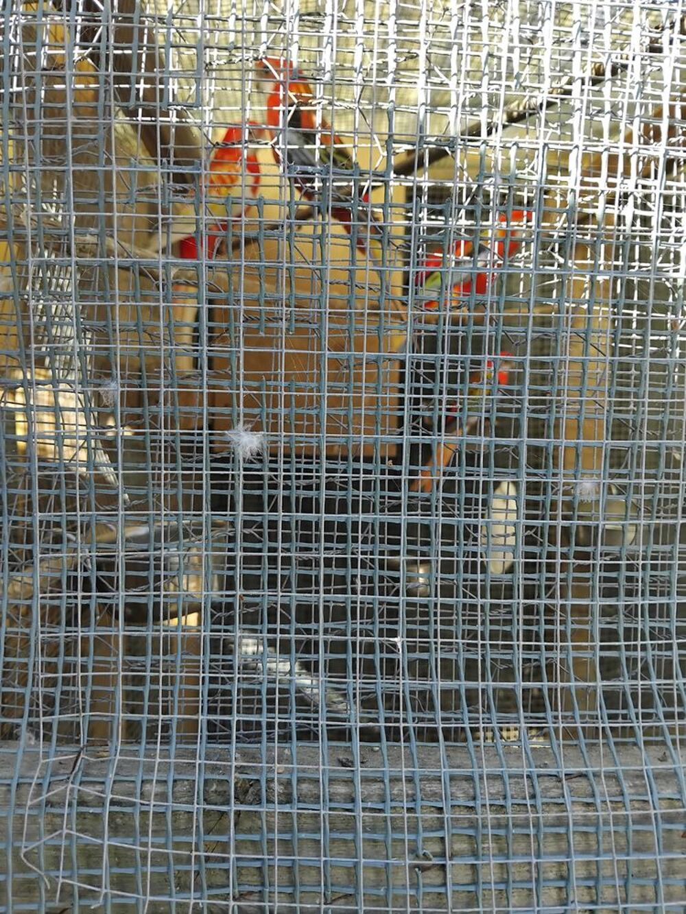   oiseaux omnicolores  