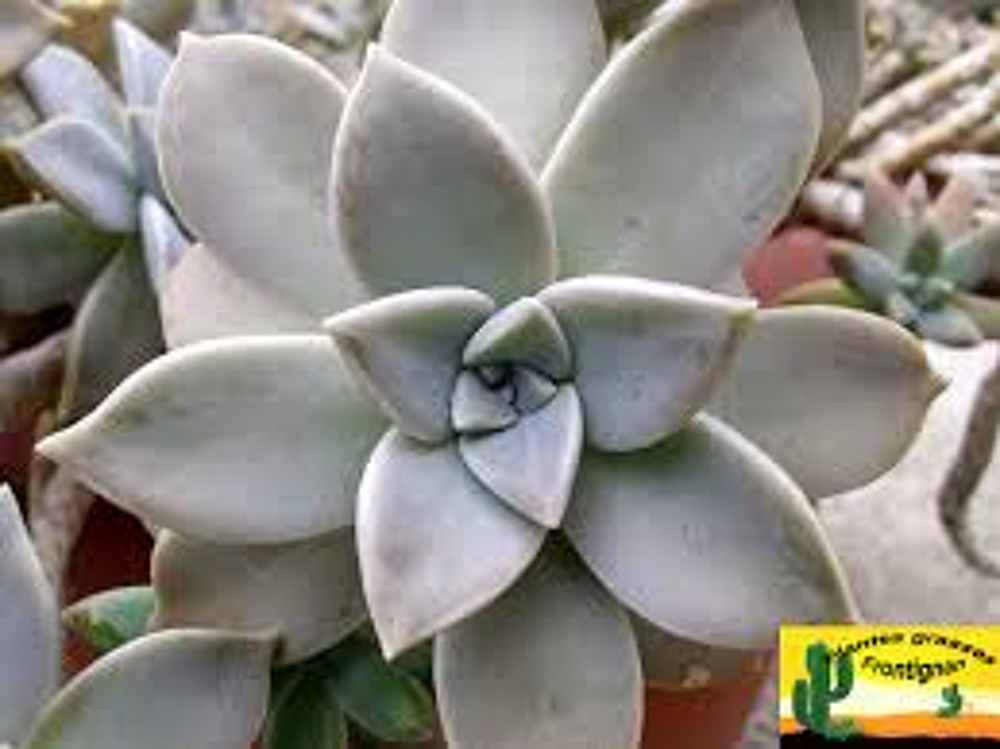 plante graptopetalum Jardin