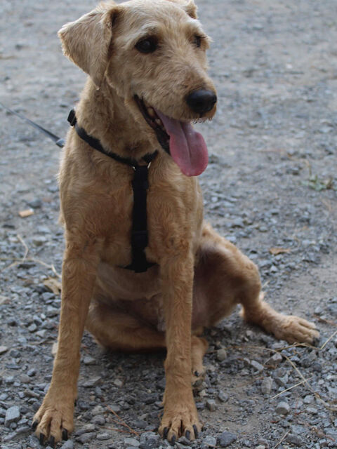 SAXO, beau croisé Fox Terrier à l'adoption 290 44230 Saint-sbastien-sur-loire