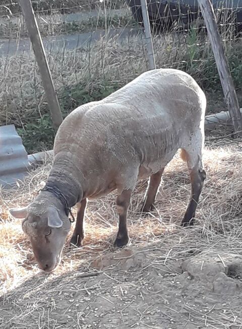 Brebis 4 ans 210 85400 Luon