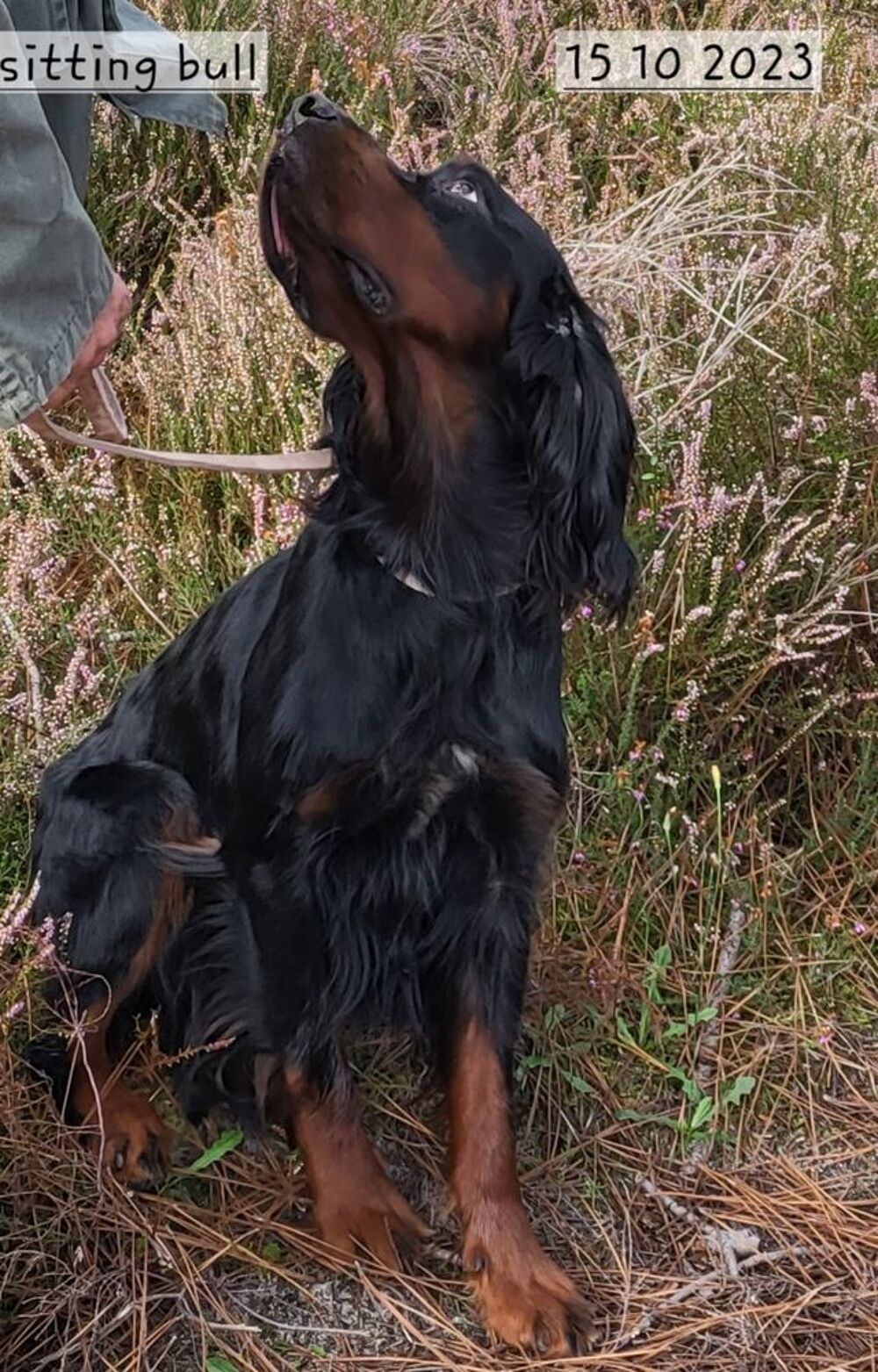   Setter Gordon  