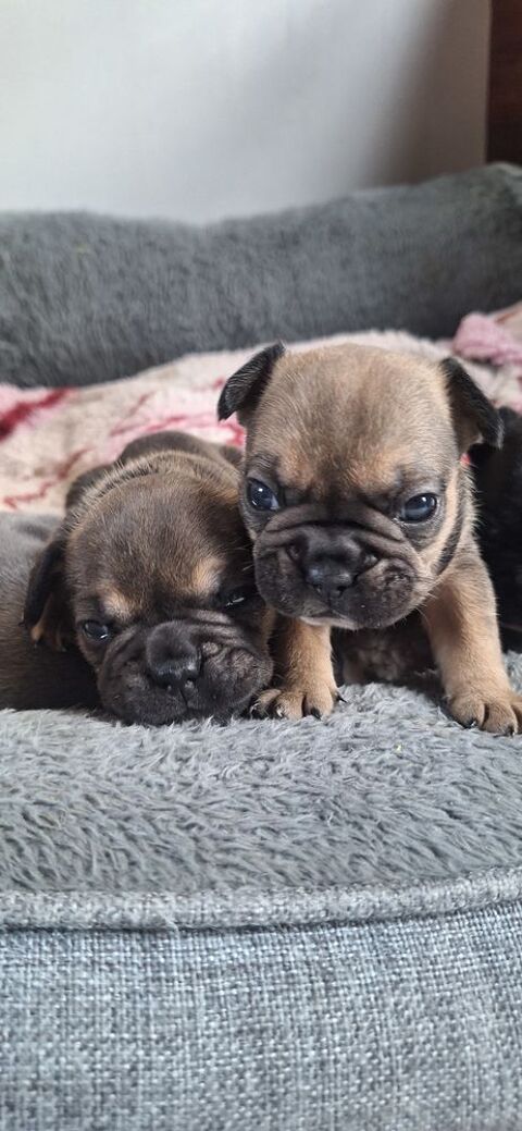  bouledogue fran&ccedil;ais exotique 0 22200 Plouisy