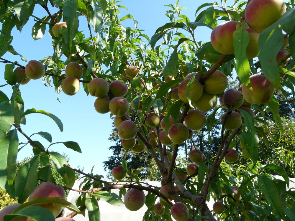 P&ecirc;chers de vigne Jardin