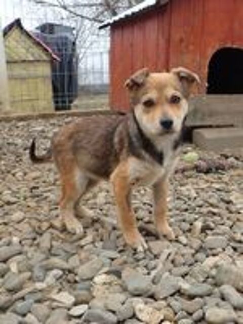   Vitanie � l'adoption 
