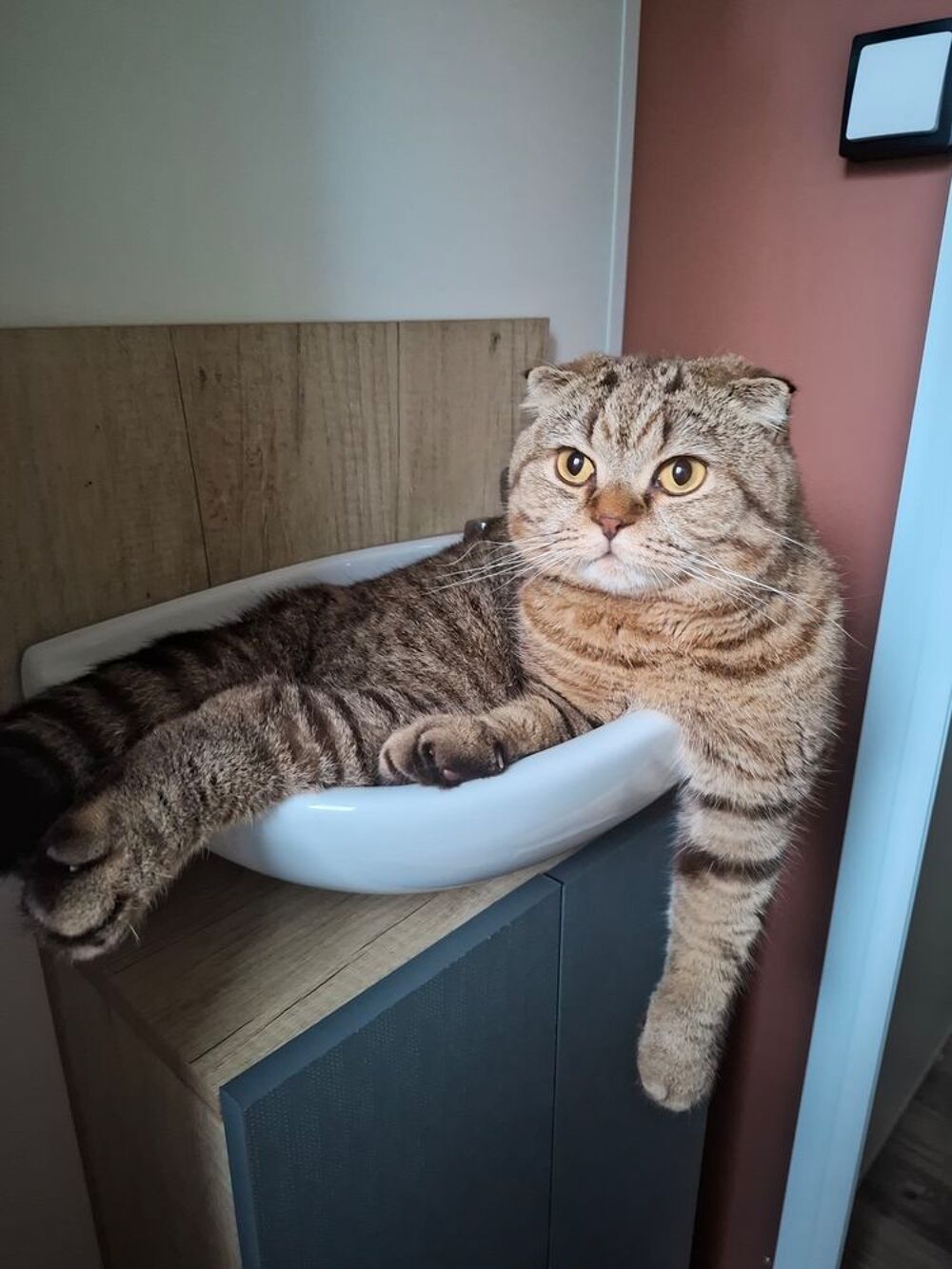   Scottish fold short hair 2 ans 