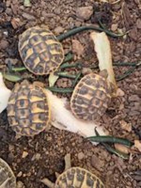   Tortues de terre 
