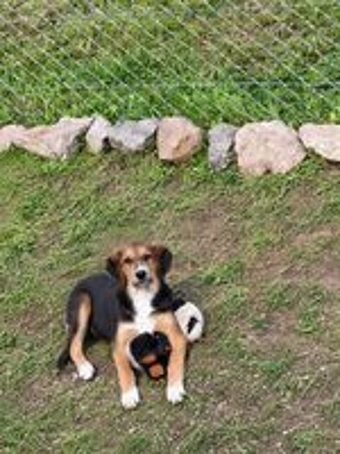   A L'ADOPTION TEDDY SE TROUVE DANS UN REFUGE EN MACEDOINE DU NORD 