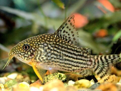 poissons corydoras sterbai 5 72400 La fert-bernard