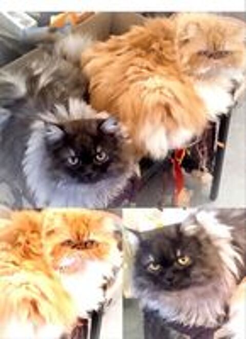   Pet sitter cat sitter horse sitting et NAC  