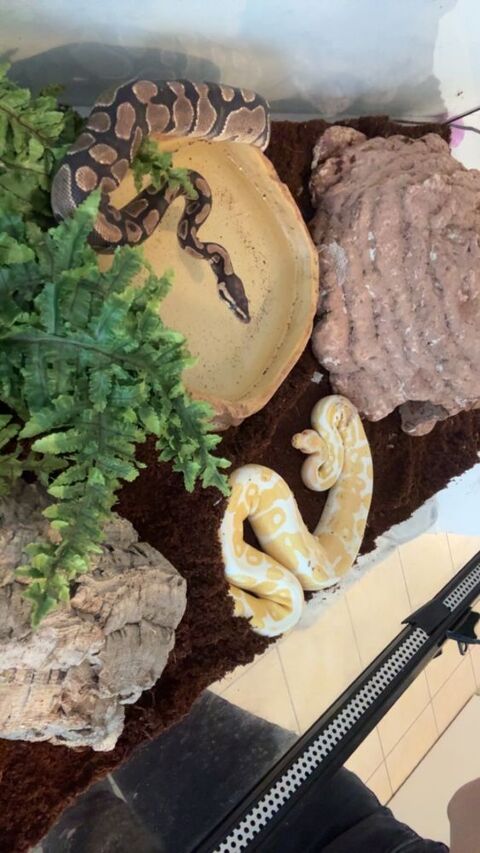 Pythons 1 85000 La roche-sur-yon