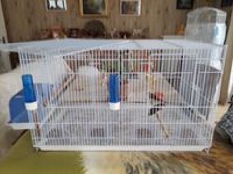   cage avec 4 canaris 