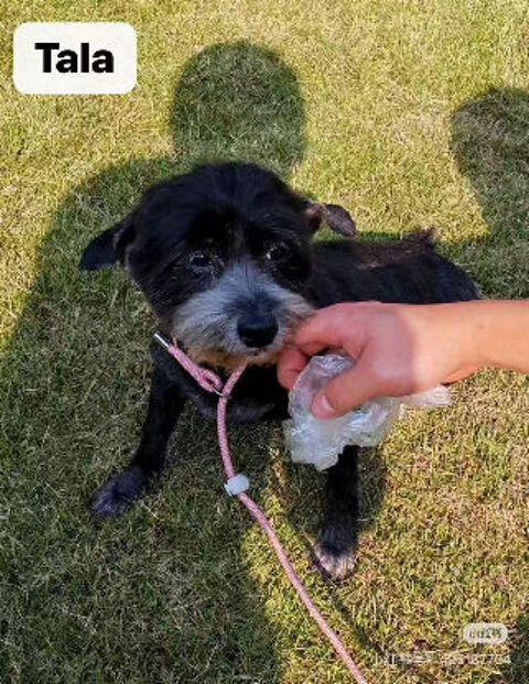 TALA SE TROUVE DANS UN REFUGE EN CHINE 0 75018 Paris