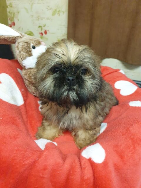 SPLENDIDE SHIH TZU M&Acirc;LE DOR&Eacute; PETIT GABARIT.. 680 86400 Civray