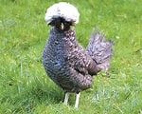 Poules hollandaise idée cadeau anniversaire,fêtes des mères. 34 77540 Courpalay