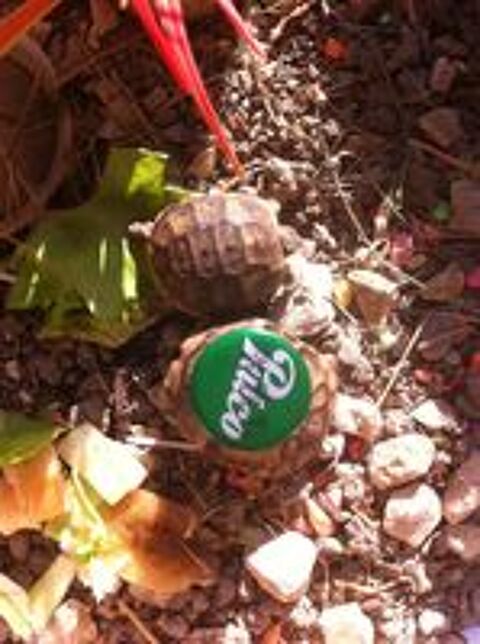   bébés tortues
