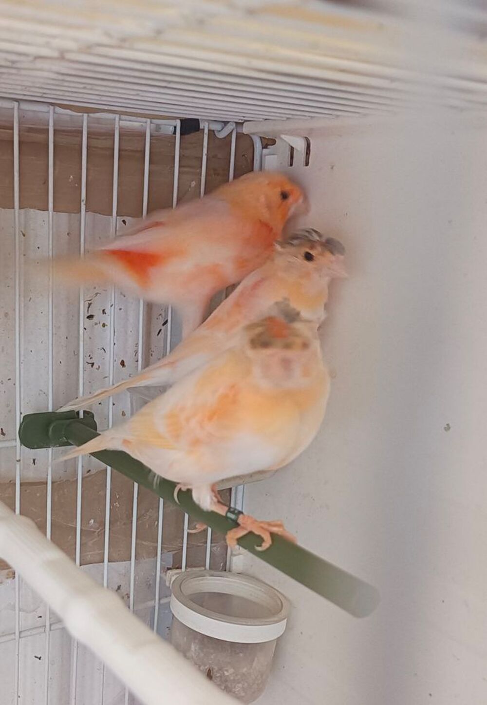   Canari 77 