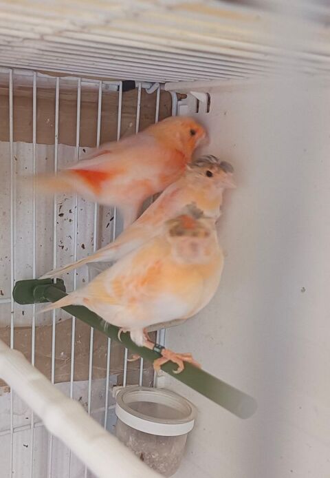 Canari 77 30 77600 Bussy-saint-georges