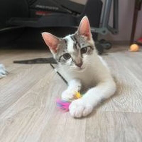   Bambou à l'adoption 