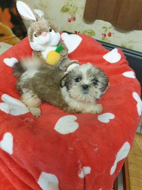 SPLENDIDE SHIH TZU FEMELLE DOR&Eacute; BLANCHE.. 800 86400 Civray