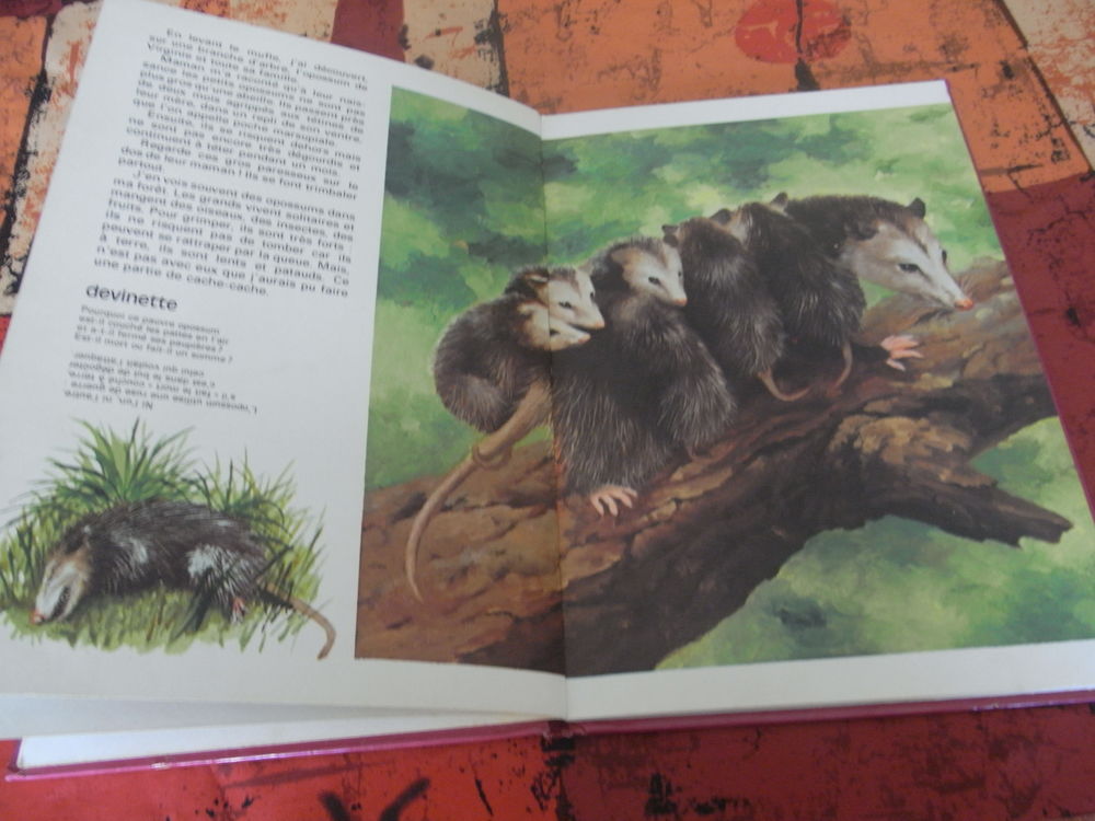 2 livres enfants les animaux musiciens et b&eacute;b&eacute; cerf Livres et BD