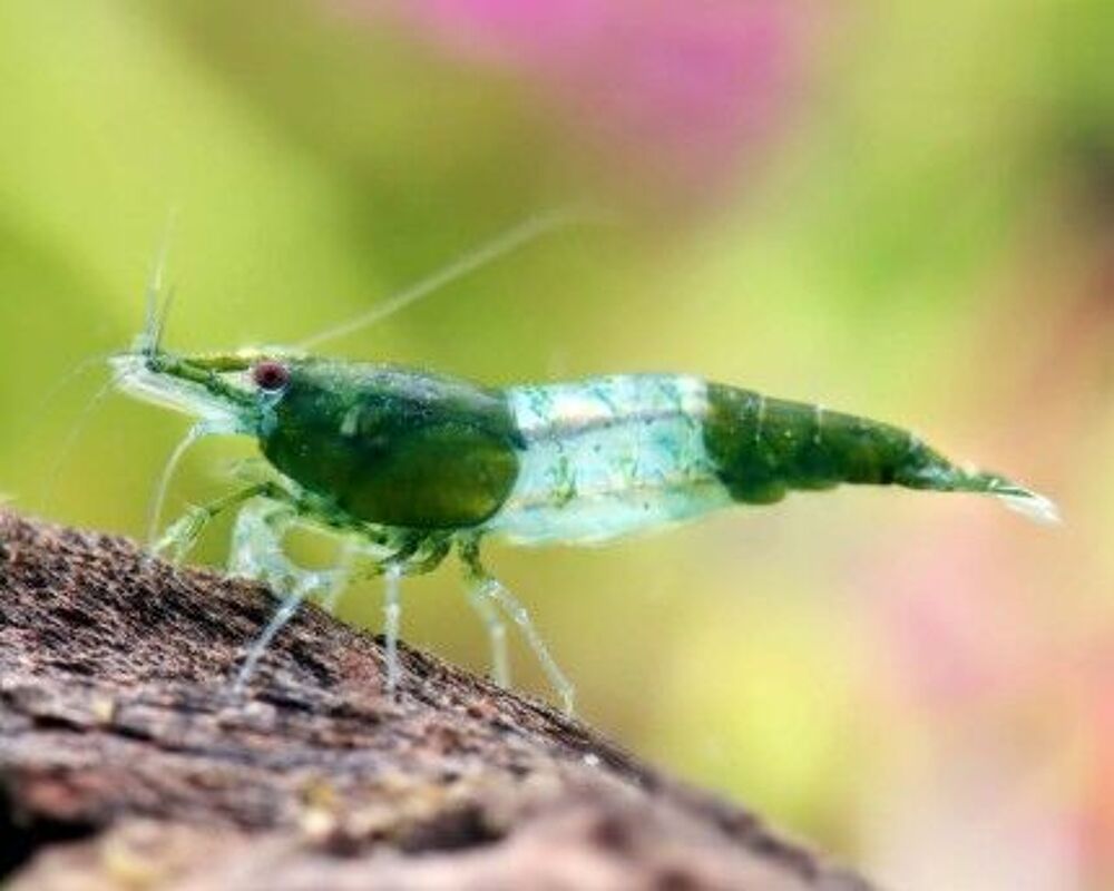   CREVETTE NEOCARIDINA RILI GREEN 