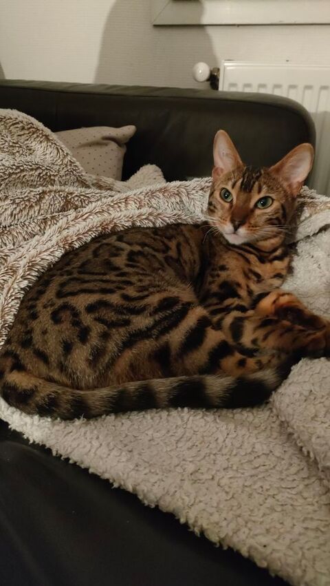 Femelle Bengal 850 69100 Villeurbanne