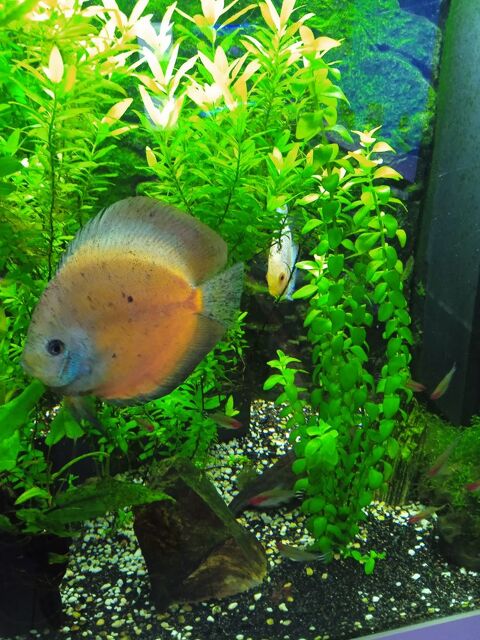 aquarium complet avec poissons 3 discus 350 62129 Inghem