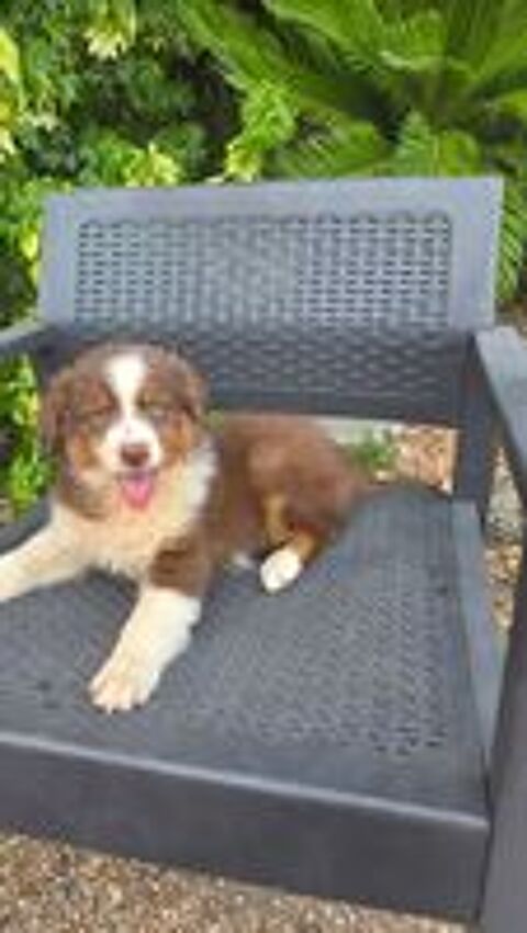   Chiots berger australien disponibles  