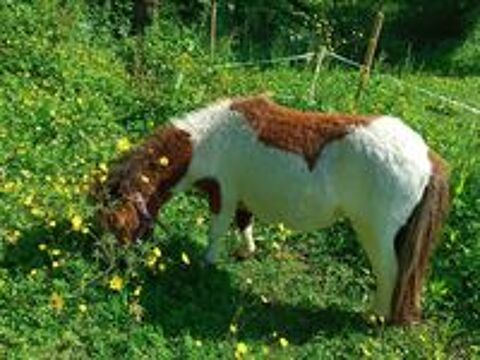   mini shetland PP  trs proche des gens 
