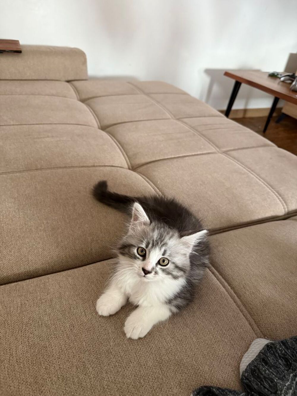   Chaton Sibérien / Norvégien,
