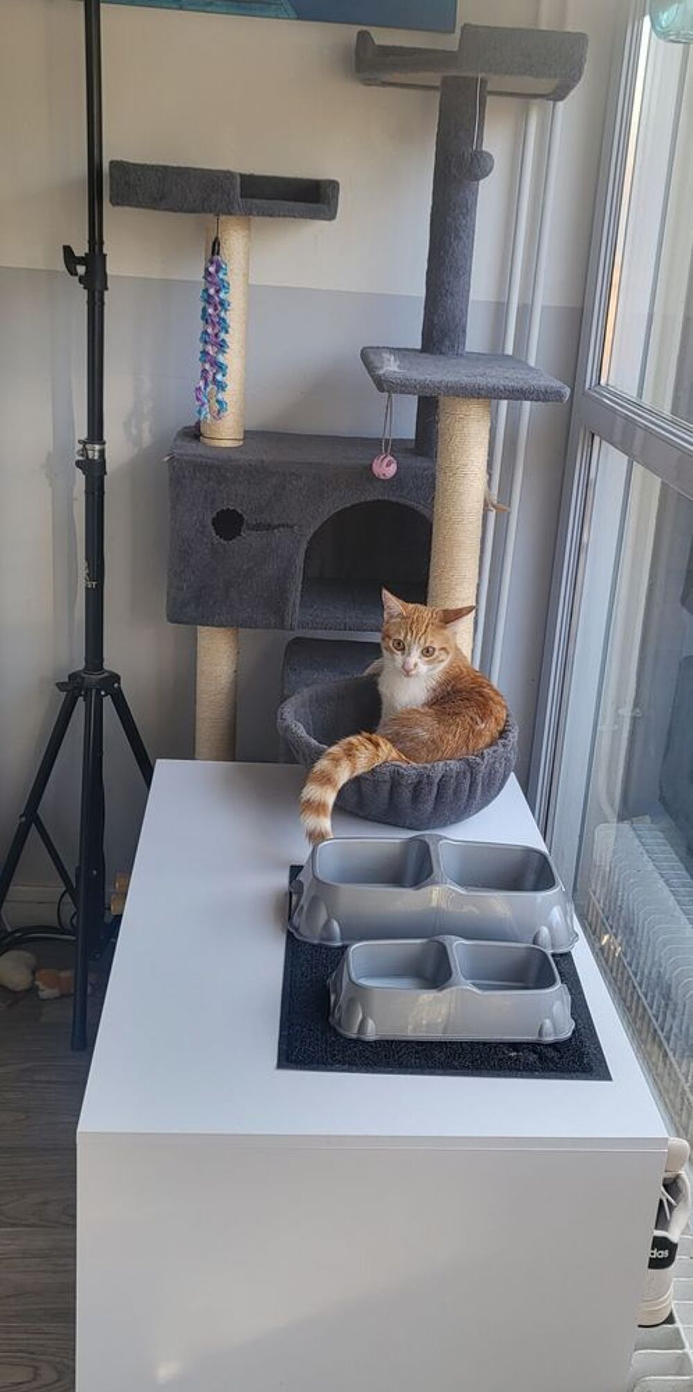   Chatte  