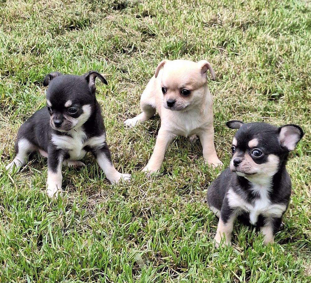   chiots chihuahua male et femelle non lof 