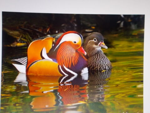 CANARD MADARIN 80 01400 Condeissiat