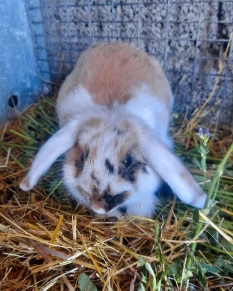 Lapin nain b&eacute;lier m&acirc;le 20 42610 Saint-romain-le-puy