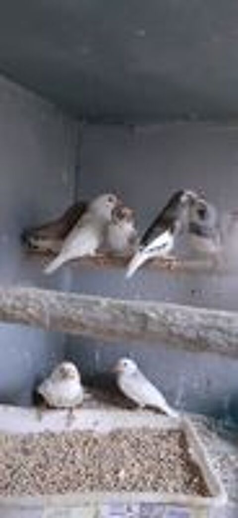   OISEAUX DE CAGES  