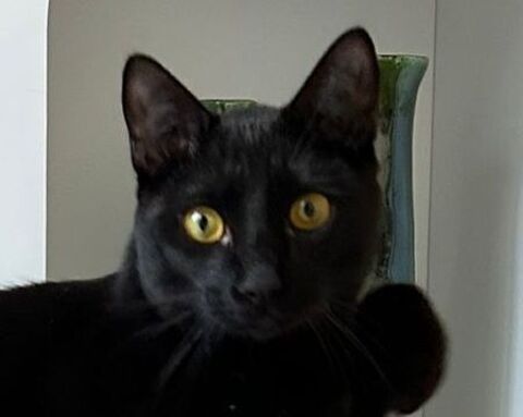 LUDWIG 230 78500 Sartrouville