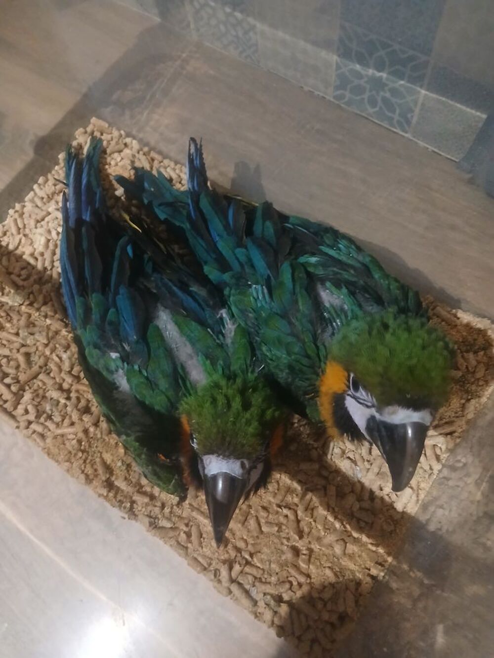   Ara arlequin eam 