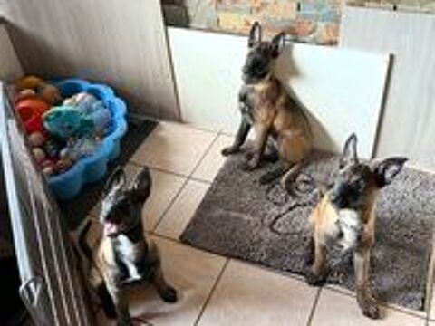   Chiots malinois  