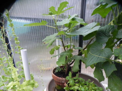 figuier petit, moyen ou grand ( figues mauves, bien sucres) 12 Villars-les-Dombes (01)