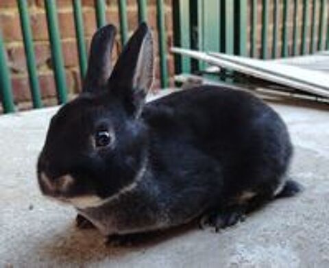   Lapin nain Rex  
