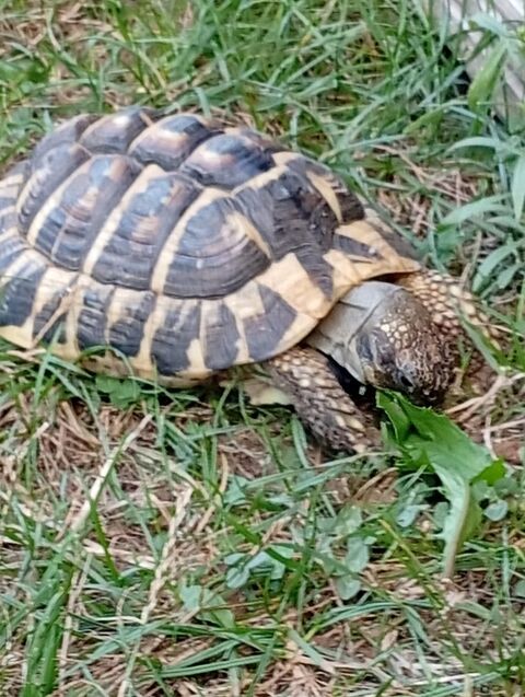 Saillie 0 26220 Dieulefit