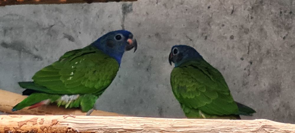   Oiseaux 