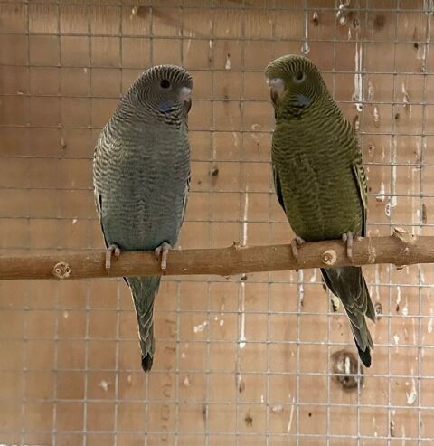 perruches de couleur et posture 20 24000 P�rigueux