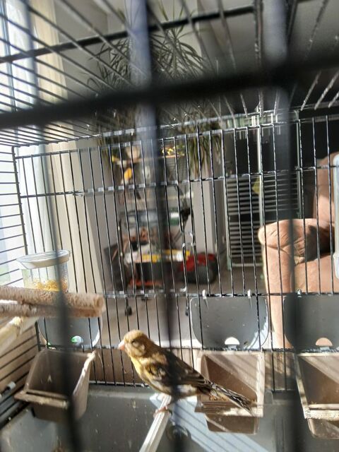 Femelle canari 20 87570 Rilhac-rancon