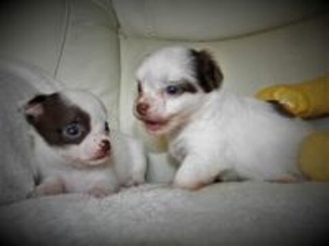   adorables chiots chihuahuas 