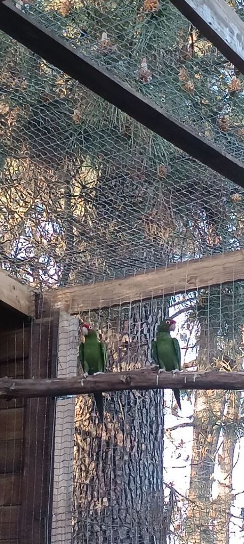 Conure de Mitr&eacute;e 250 49000 Angers