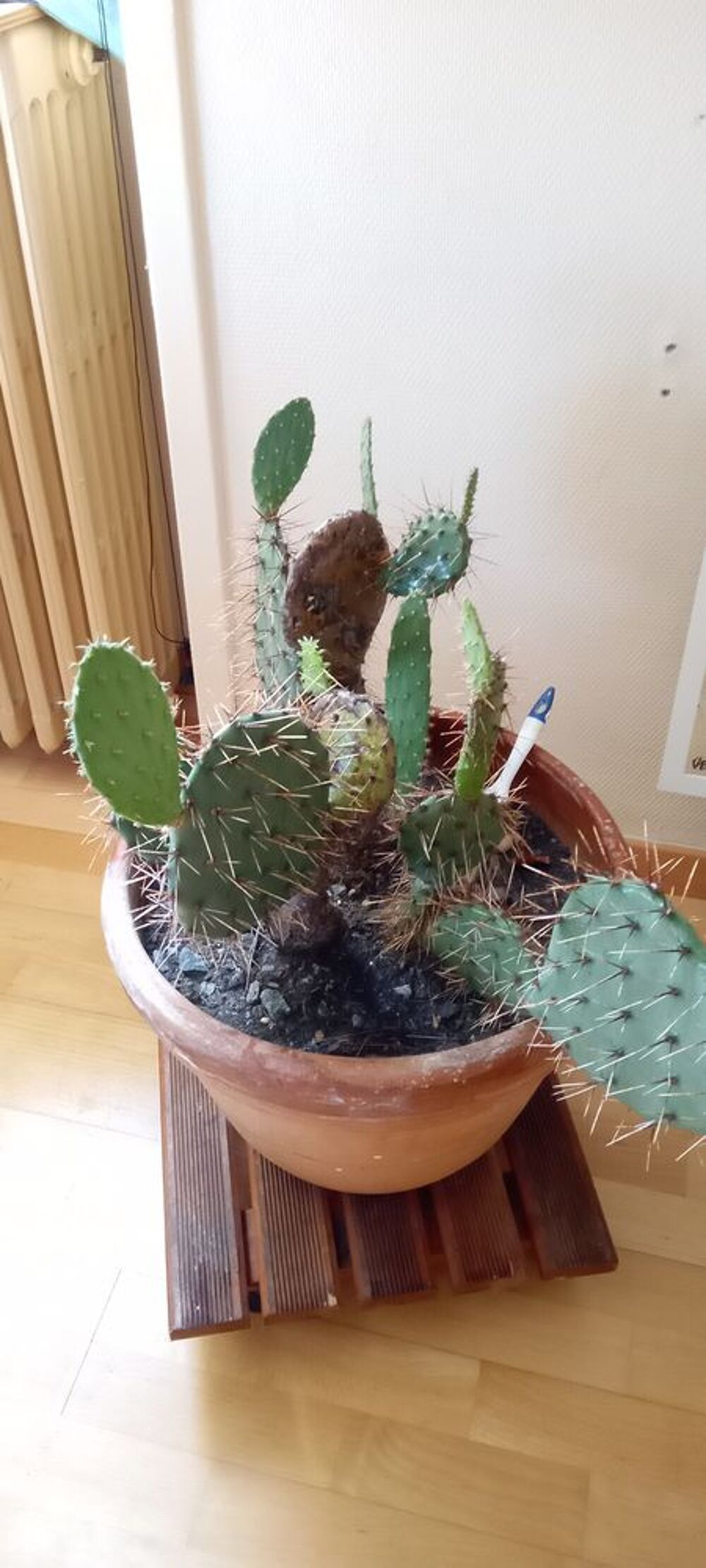 Plantes d'int&eacute;rieur Décoration