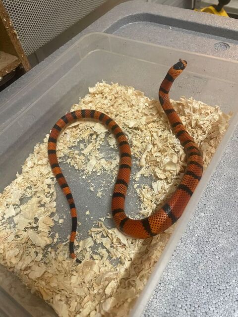 Serpent lampropeltis hondurensis tangerine 60 30000 Nmes