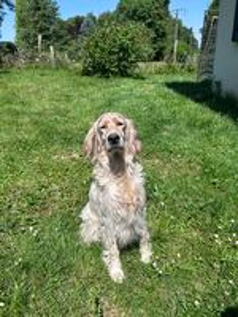  Chiots setter anglais  